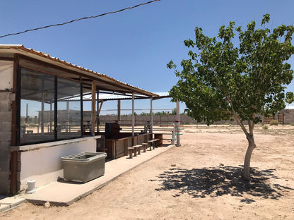 Garden with large trees in Samalyuca
