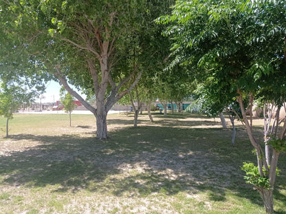 Garden with large trees in Samalyuca