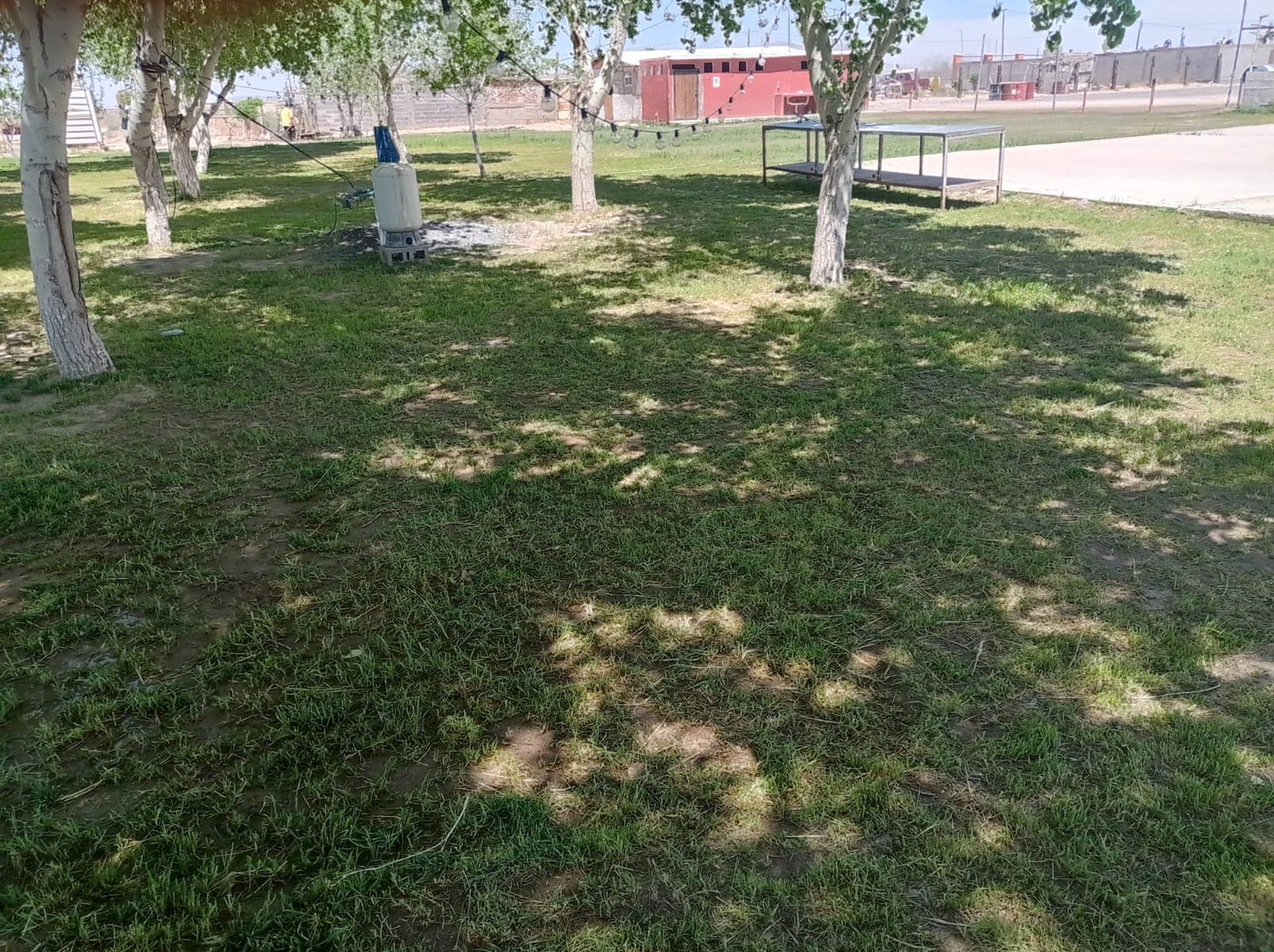 Garden with large trees in Samalyuca