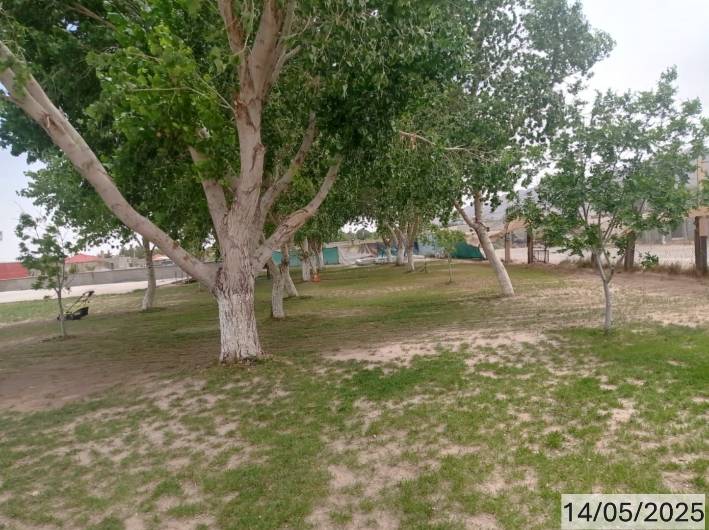 Garden with large trees in Samalyuca