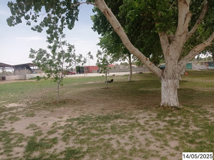 Garden with large trees in Samalyuca